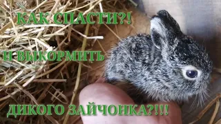 Дикий зайчонок  как выкормить в домашних условиях...