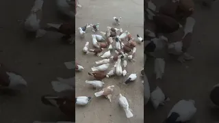 Pigeons Uzbekistan