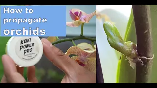 How to propagate orchids using keiki paste