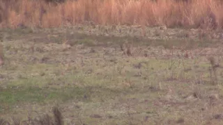 Absolute Giant Whitetail freak 6 point!