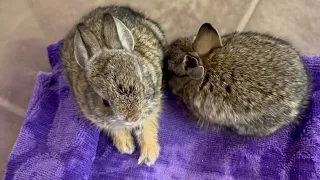 Patient of the Week / Education Corner: Baby Season at Tucson Wildlife Center, 3-29-24