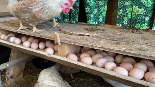 Chickens lay eggs in winter as well as in summer