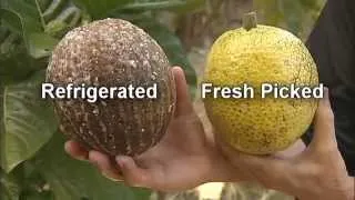 Breadfruit-Best Practices for Harvest and Postharvest