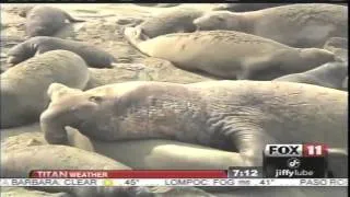 San Simeon Elephant Seals MAKIN' LOVE