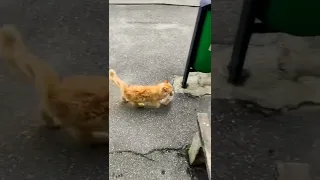 CAT STEALS SAUSAGE