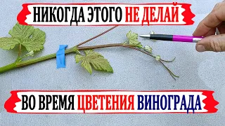 🍇 Никогда не делай ЭТОГО во время цветения винограда. Что  ОБЯЗАТЕЛЬНО  нужно сделать для ОПЫЛЕНИЯ.