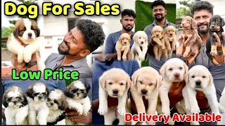 DOGS For Sale / Puppy Sales in Chennai / Dog Kennel in Tamilnadu / Nanga Romba Busy