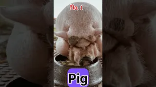 🐷Pig Video🥵#shorts#youtubeshorts#ytshorts