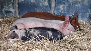 #pigs . Caring for pigs part 4 . Building a pig pen.