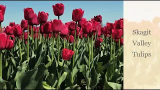 Skagit Valley Tulips | 4K Video | April 2024