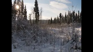 Охота/Охота на лося/Тропим лосей.