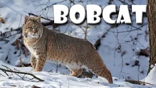 Animal Fact Friday at Wildlife Prairie Park- Bobcats