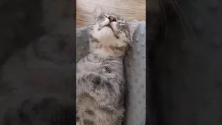 Смешные Коты Tik Tok - Лучшие приколы | Funny cats compilation. Подборка #9