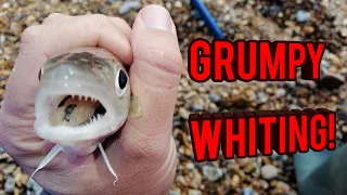 Grumpy Whiting