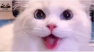 قطط مضحكة جدا 2023 😹 أفظل فيديو للقطط مضحكة على يوتوب 😂 رقم 15