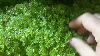 Gorgeous Green Wall San Jose Costa Rica: Corsican Mint, Pothos, Asparagus fern!