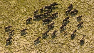 Meet America's only wild wood bison
