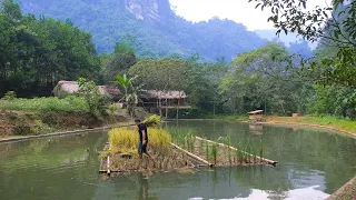 Harvesting floating rice, the result of the first test. Primitive Skills (ep187)