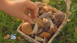 ‘Magic Mushrooms’: Should They be Legal?