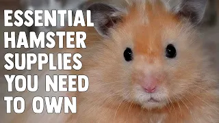 Essential Supplies You Need Before You Get A Hamster