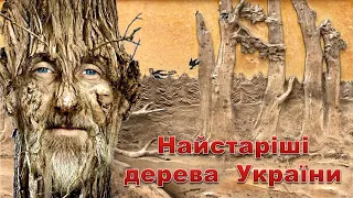 Найстаріші дерева України