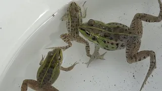 Capture a beautiful Japanese frog