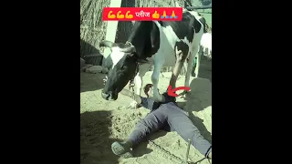 JAI gau mata 💪🙏#viral #shortsfeed #shortvideo #cow #krishna#shorts  #sanatandharma