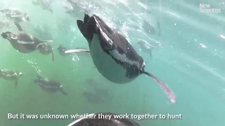African penguins hunt fish in packs