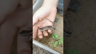 🦎Как отличить живородящую ящерицу от прыткой🦎