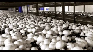 Как получить споры гриба шампиньона для выращивания грибов шампиньонов