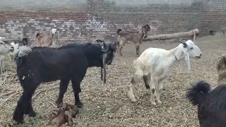 A Big Goat Breeder in goats,