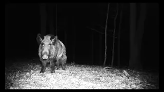 Odyniec pięknie pokazuje swoje szabelki