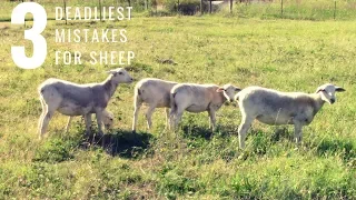 Attention Homesteaders: Top 3 DEADLIEST MISTAKES New Sheep Owners Make!?!