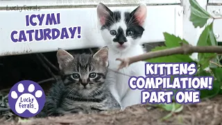 ICYMI Caturday! * Mother Cat And KITTENS! Part 1 * Cat Videos Compilation