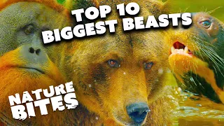 Top 10 Bigest Beasts of the World | Nature Bites