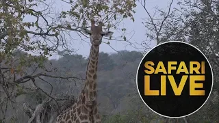 safariLIVE - Sunset Safari - June 11, 2018