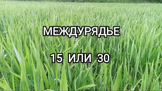 Пшеница. Какое междурядье лучше?