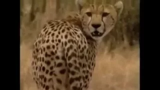 Большие кошки. Львы, гепарды, леопарды. Часть 2