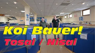 Die neuen Tosai und Nisai! Saisonstart bei Koi Bauer!