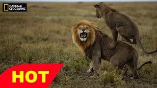 Lions Documentary   IN ACTION!!   WHITE LION CHALLENGES HYENAS    WILD