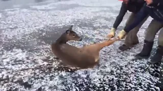 Good samaritans rescue deer off icy lake in northern Ontario