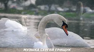 Музыка Для Души,, БЕЛЫЕ ЛЕБЕДИ,,  Музыка Сергей Грищук