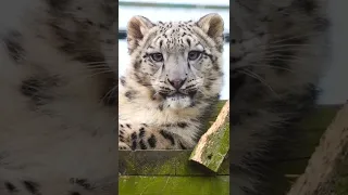 Shen looking gorgeous as always! 🥰 #snowleopard #shorts #thebigcatsanctuary