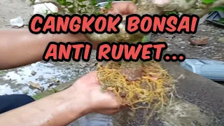 Cara CANGKOK BONSAI ANTi RUWET....