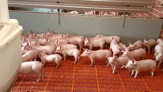 Немецкое семейное свиноводческое хозяйство на 650 свиноматок, 22500 свиней, обслуживает 5 человек