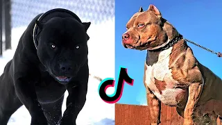 Badass Dog Videos - Protection Dogs Are Badass - Furry Buddy
