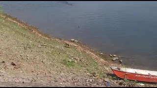 Crocodile Eating Dog In Front Of Owner And Guests