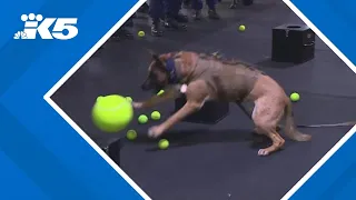 Coast Guard K-9 Debbie celebrates her retirement