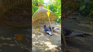 Pigeon trap | bird trap | birds cage #shorts #youtubeshorts #ytshorts