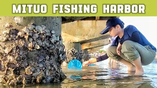 Kite flying, fish and crab hunting at Mituo Fishing Harbor